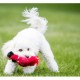 Kong Wild Knots pour chiens