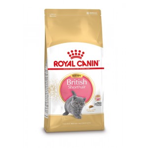 Royal Canin Kitten British Shorthair pour chaton