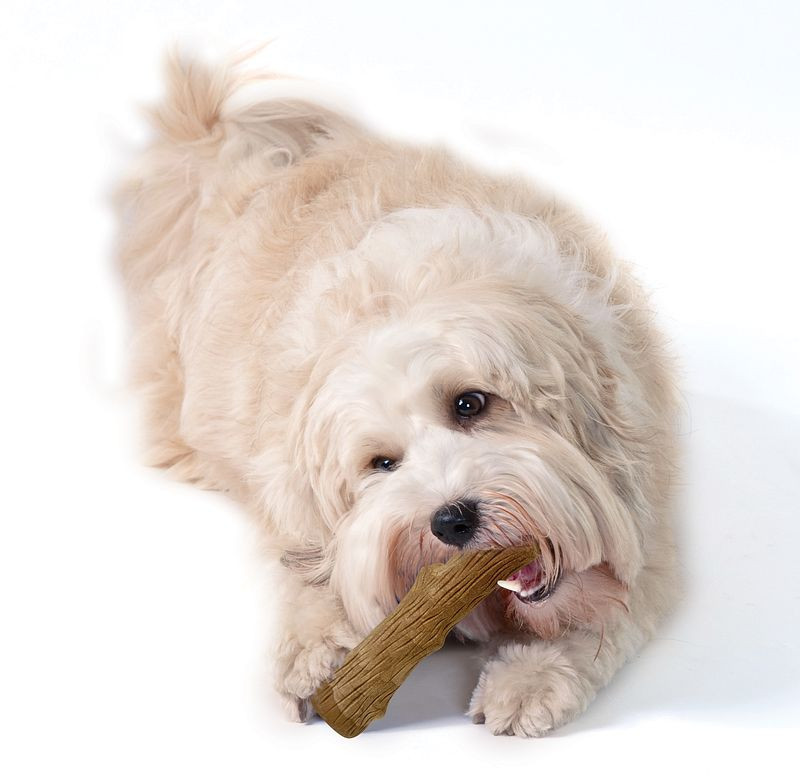 Petstages Dogwood Stick pour chien