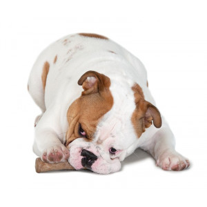 Petstages Dogwood Stick pour chien