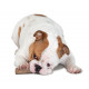 Petstages Dogwood Stick pour chien