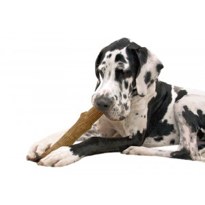 Petstages Dogwood Stick pour chien