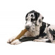 Petstages Dogwood Stick pour chien
