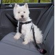 Harnais de marche avec ceinture pour chien
