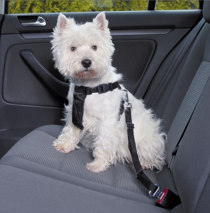 Harnais de marche avec ceinture pour chien