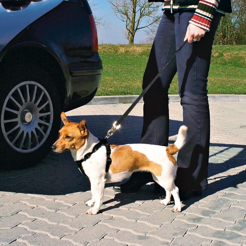 Harnais de marche avec ceinture pour chien