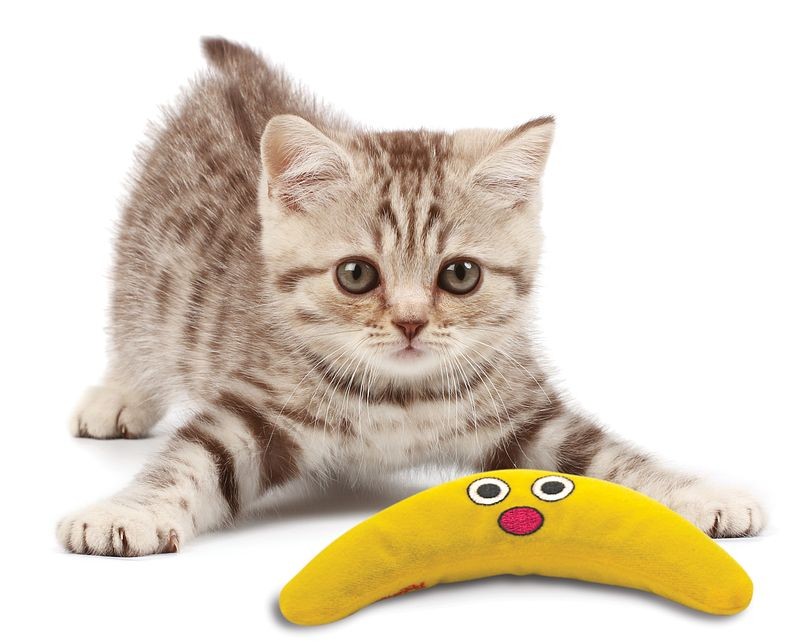 Petstages Catnip Boomerang Buddy pour chat