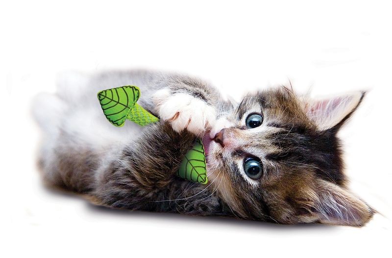 Petstages Mint Stick pour chat