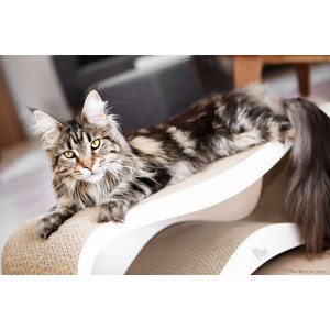 MyKotty LUI - Griffoir ondulé en carton pour chat