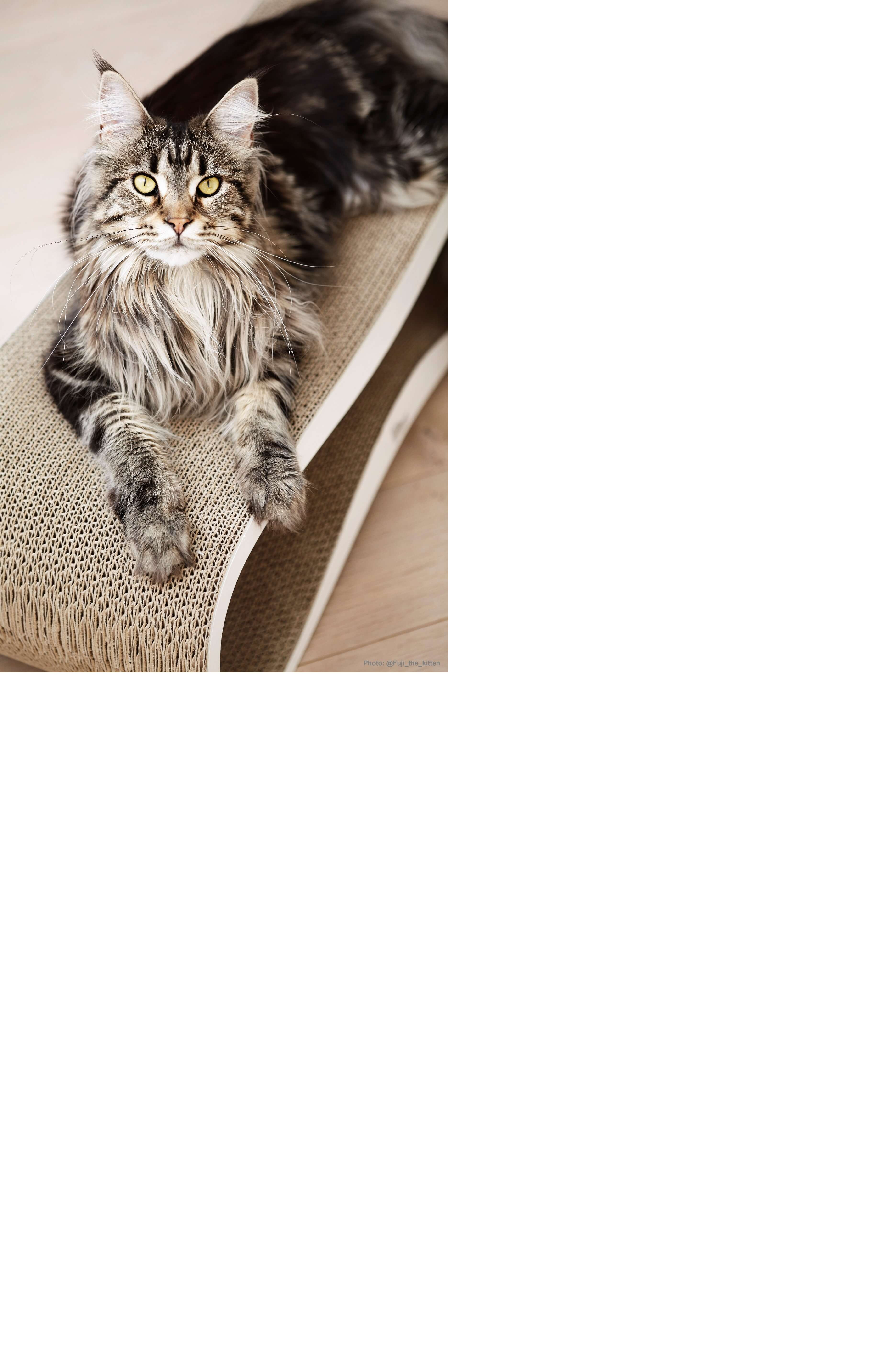MyKotty LUI - Griffoir ondulé en carton pour chat