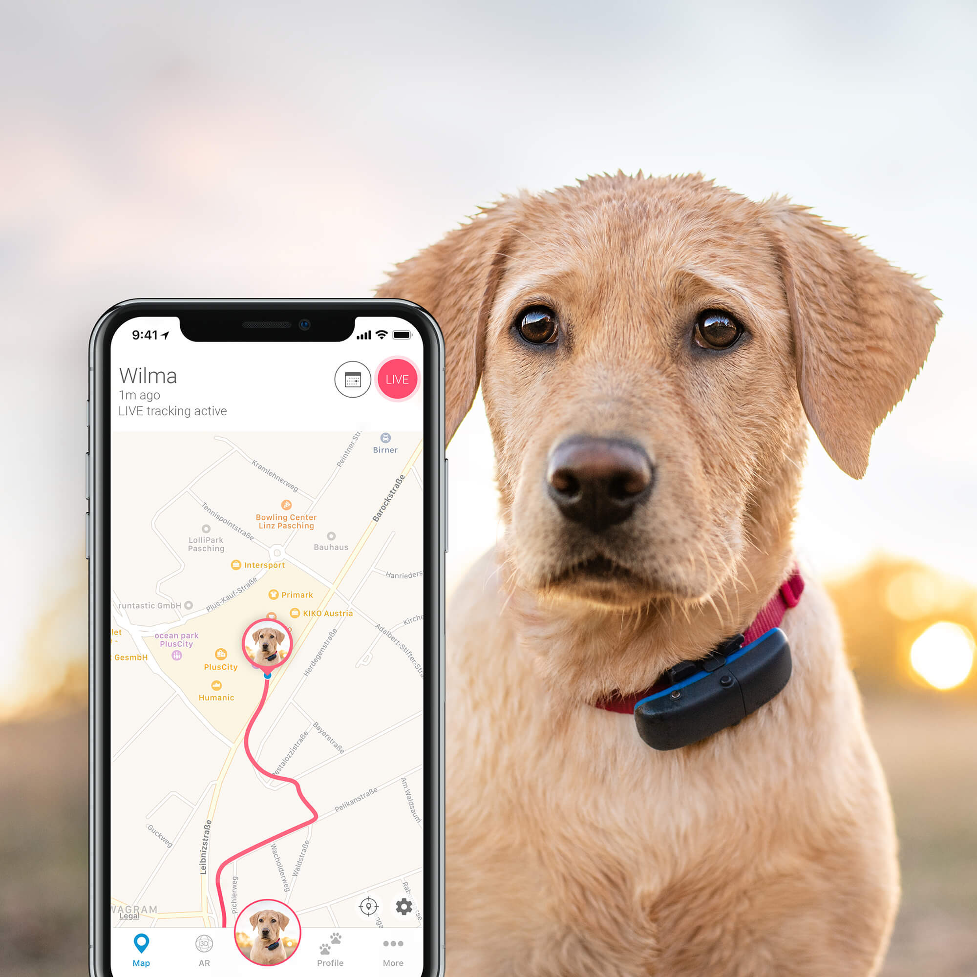 Traceur GPS chien Tractive collier gps pour chien