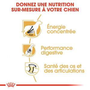 Royal Canin Adult Dogue Allemand pour chien