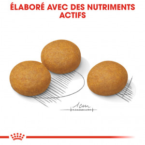Royal Canin Maxi Dermacomfort pour chien