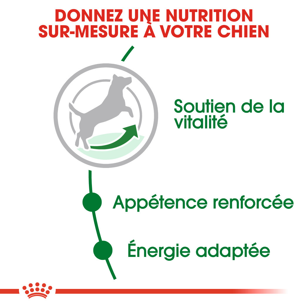 Royal Canin Mini Adult 8+ pour chien