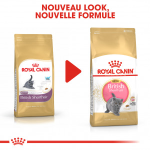Royal Canin Kitten British Shorthair pour chaton