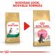 Royal Canin Chaton Maine Coon 36