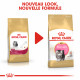 Royal Canin chaton Persian
