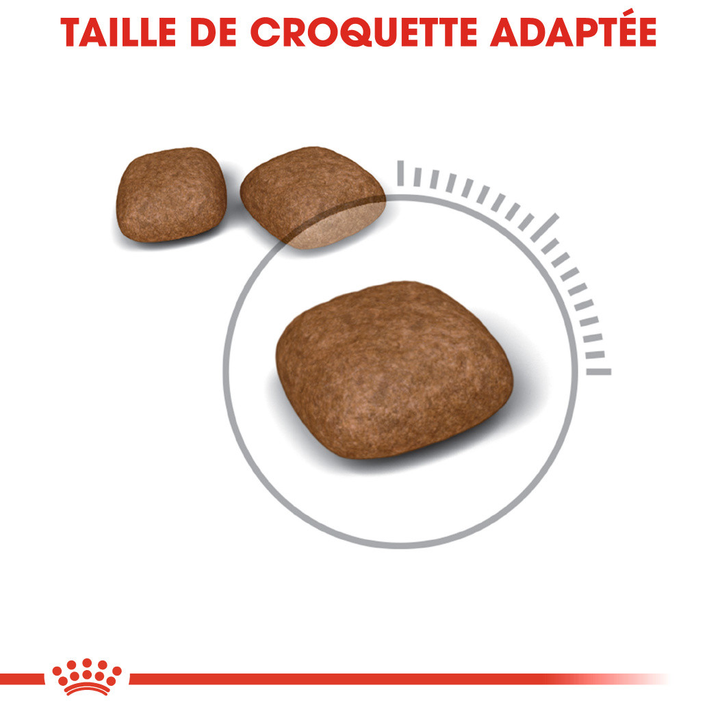 Royal Canin Urinary Care pour chat