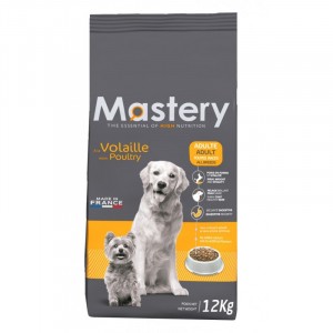 Mastery Adult Dog