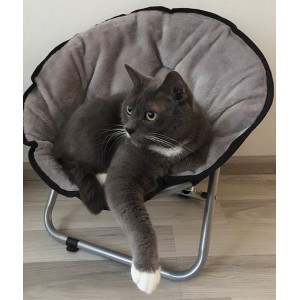 Fauteuil relaxant pour chat et petit chien