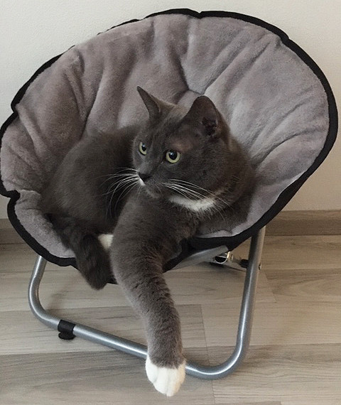 Fauteuil Relaxant pour Chat et Petit Chien