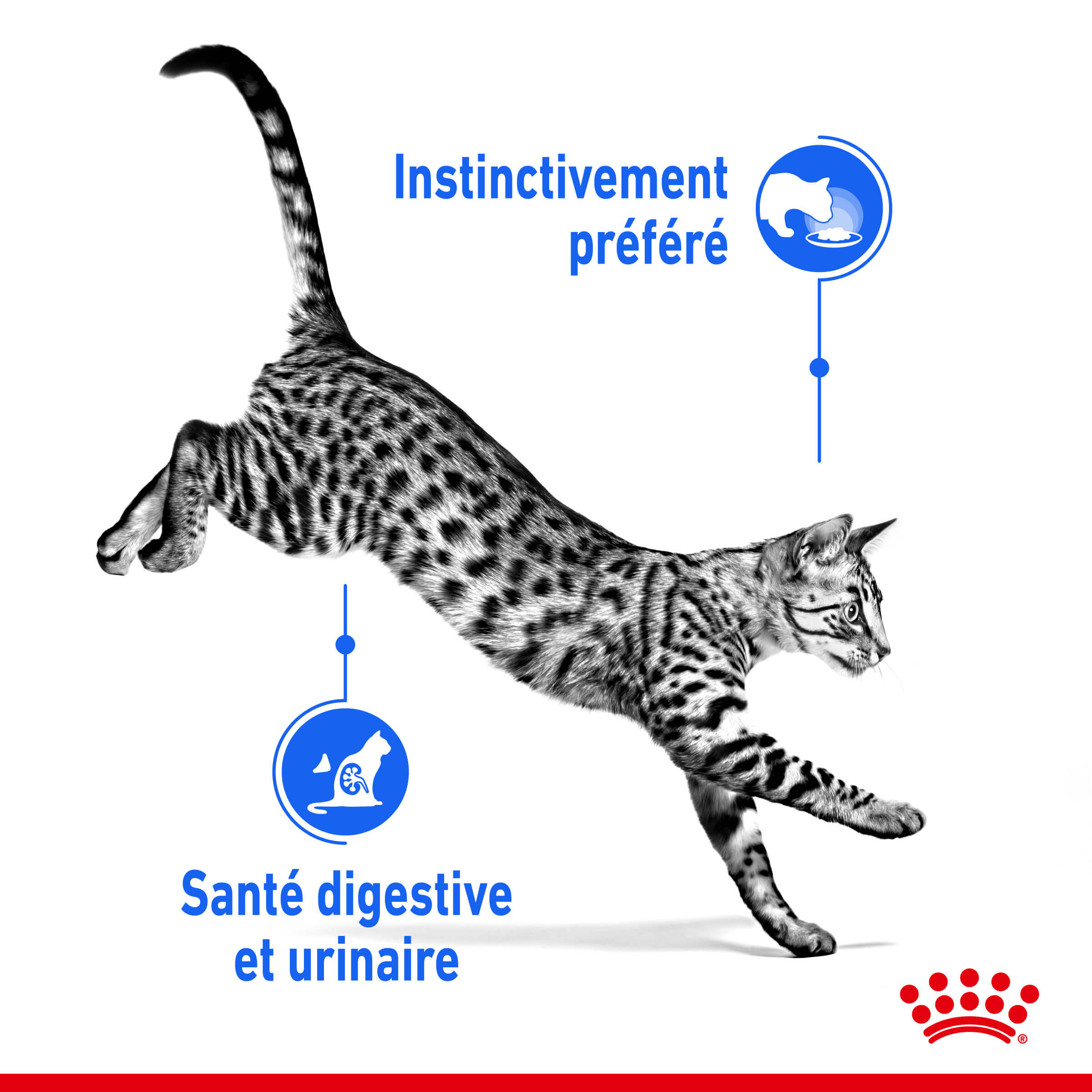 Royal Canin Indoor Sterilised in Jelly kattenvoer x12