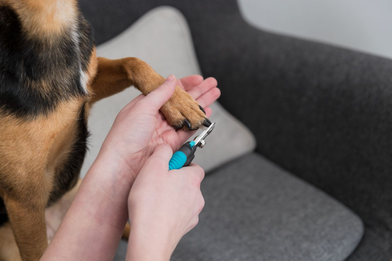 Coupe-Ongles petit pour chien