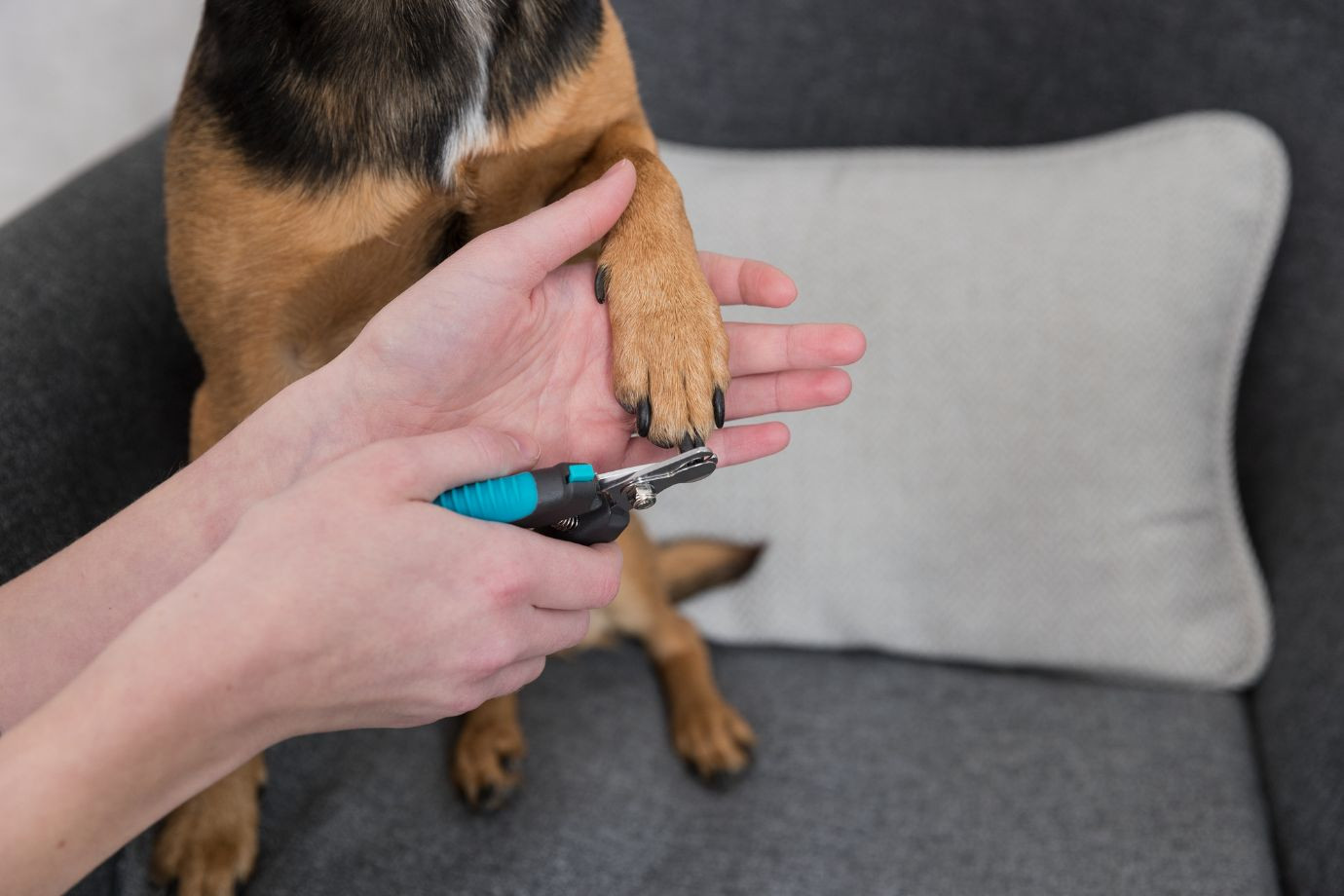 Coupe-Ongles petit pour chien