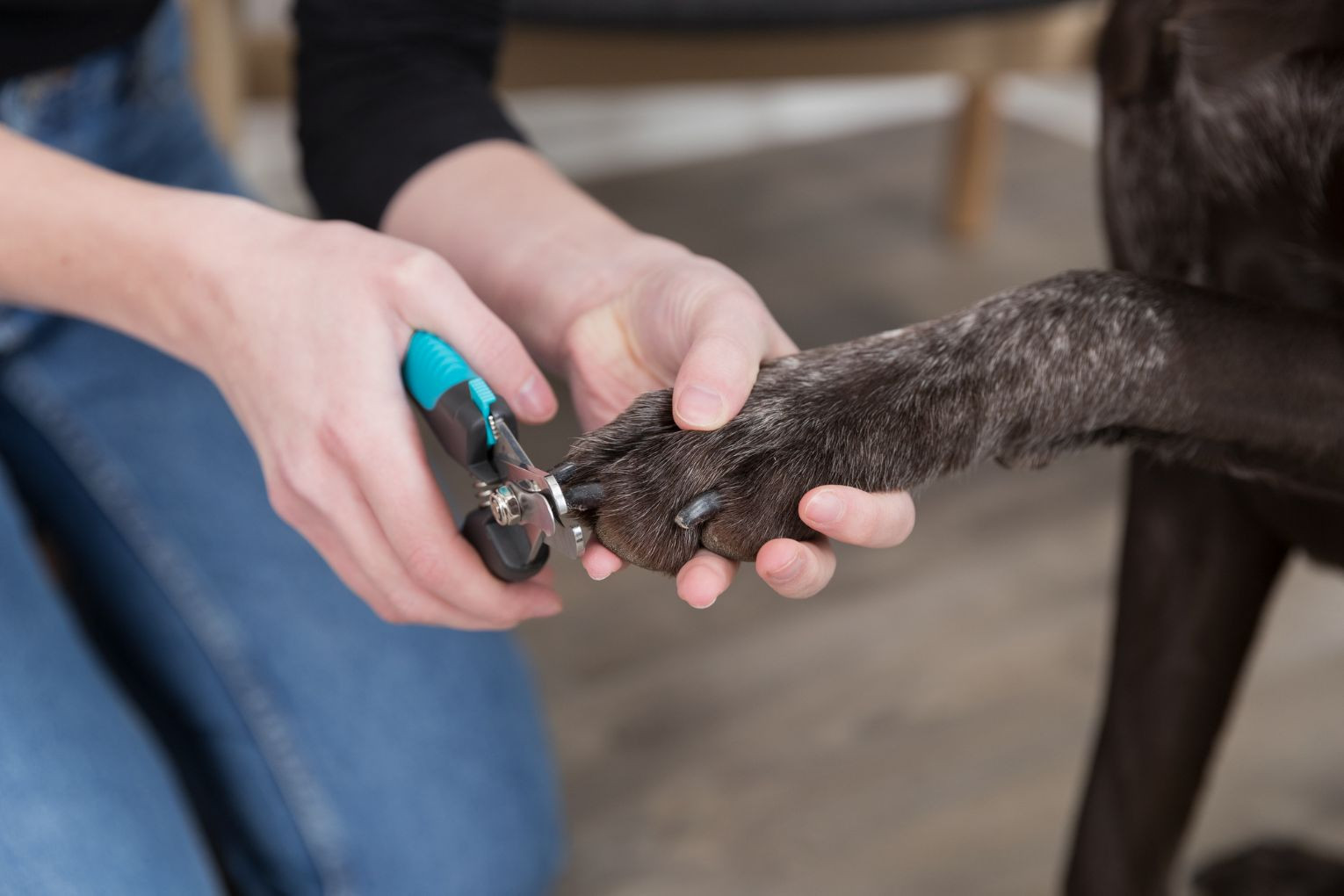 Coupe-Ongles pour chien - large