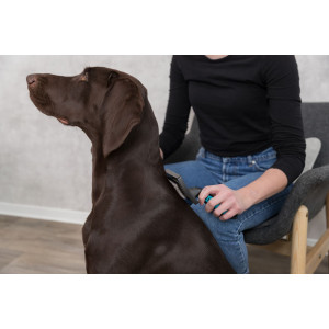 Brosse Toilettage pour chien et chat - Large -