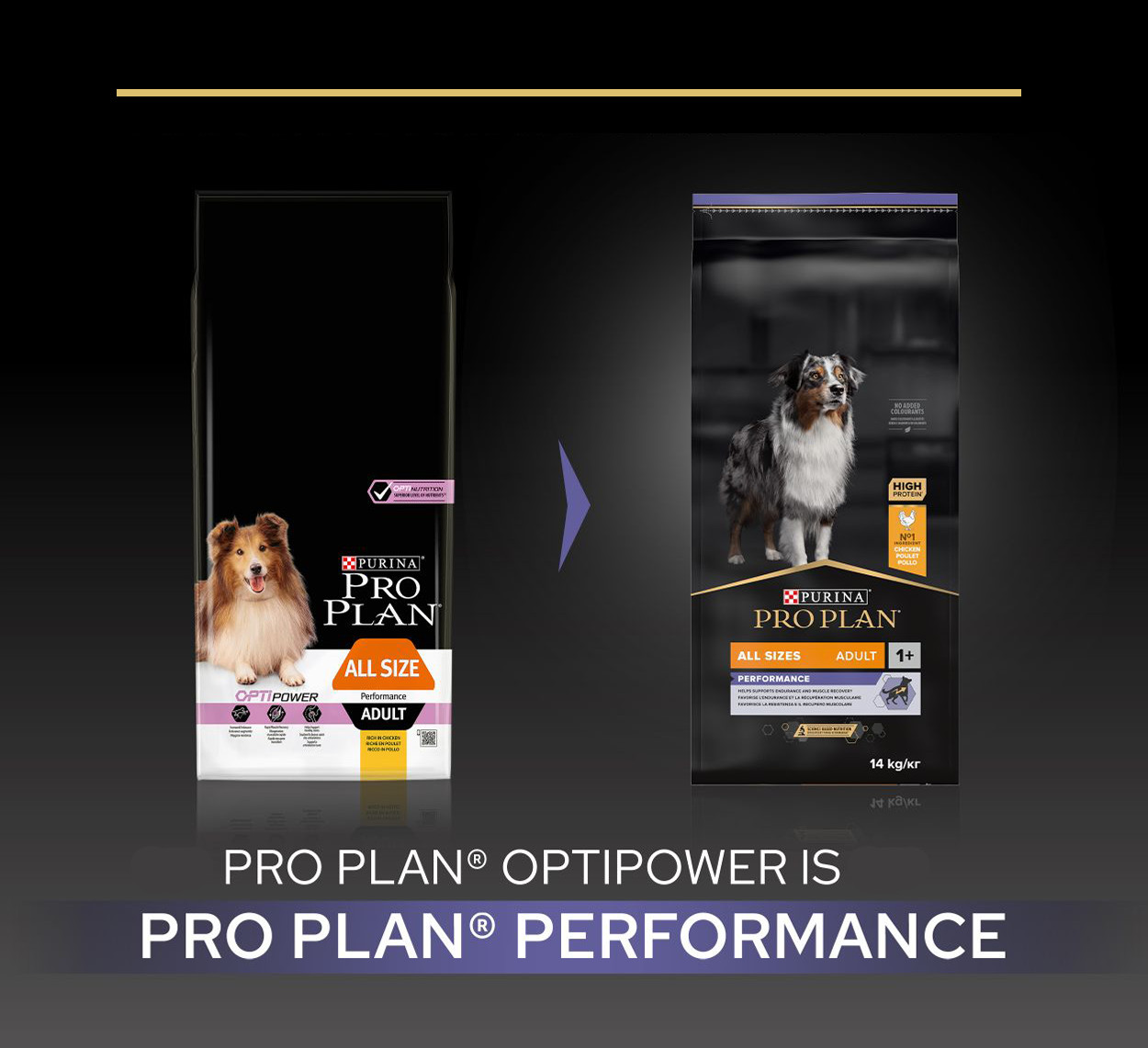 Pro Plan Adult Performance au poulet pour chien