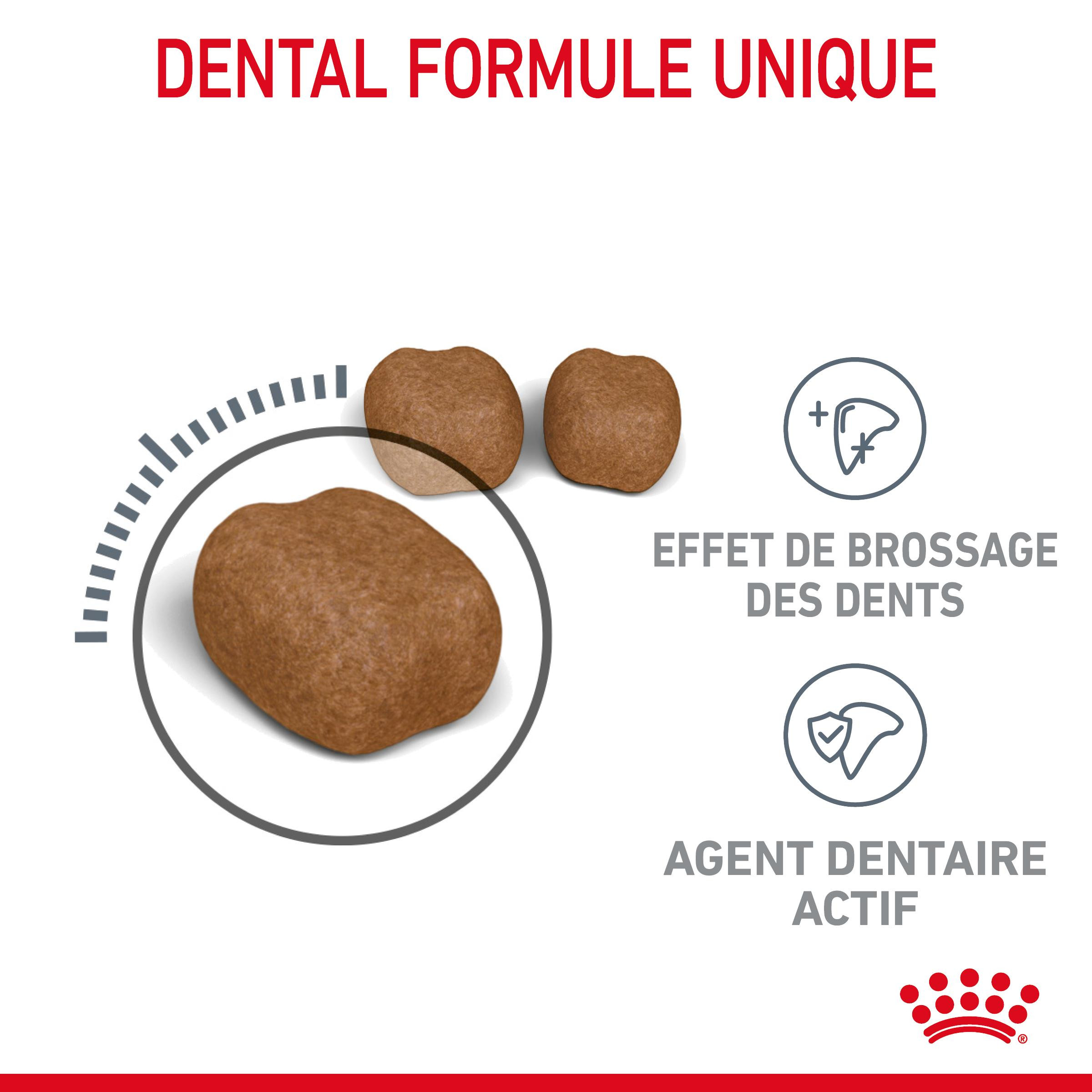 Royal Canin Dental Care pour chat