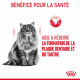 Royal Canin Dental Care pour chat