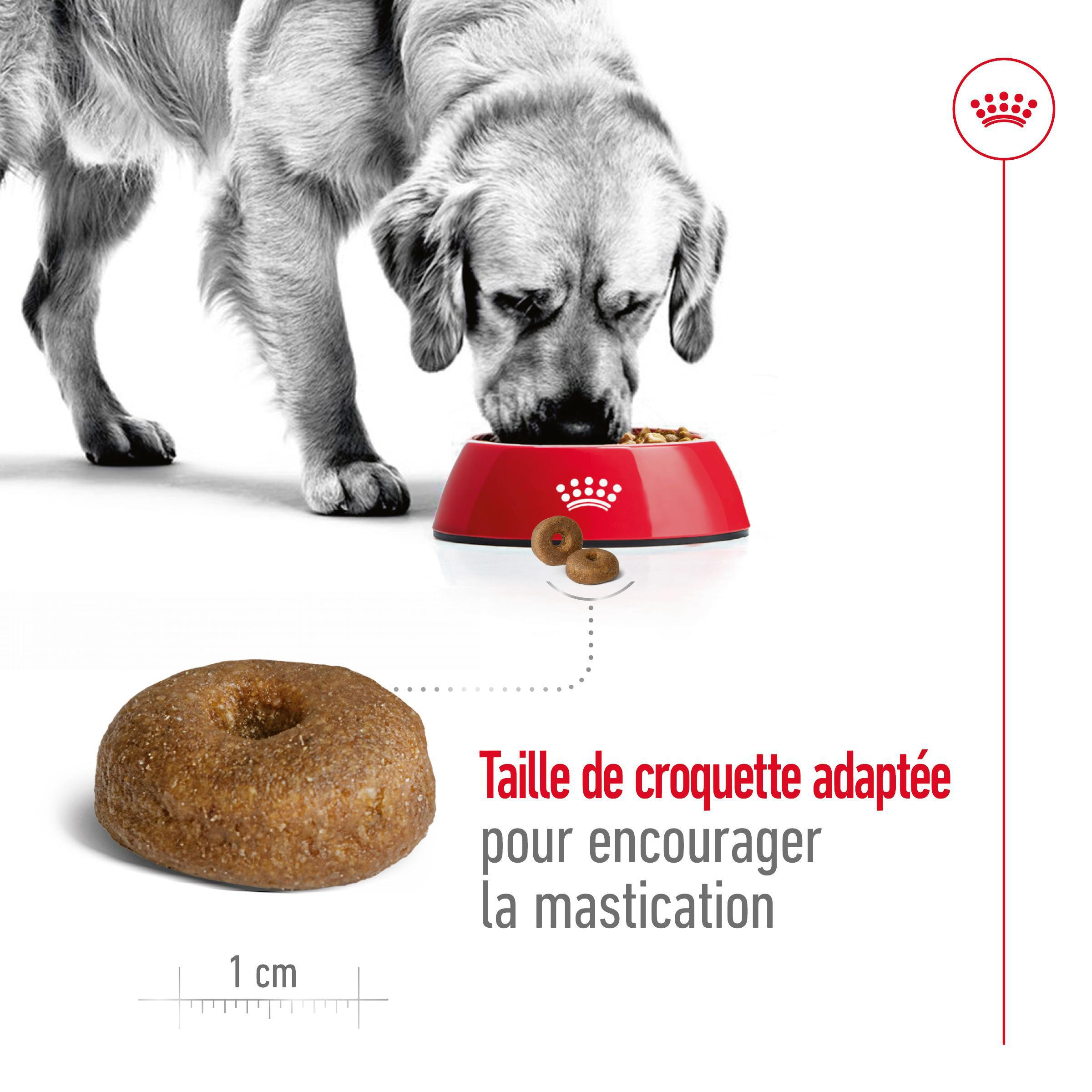 Royal Canin Maxi Ageing 8+ pour chien