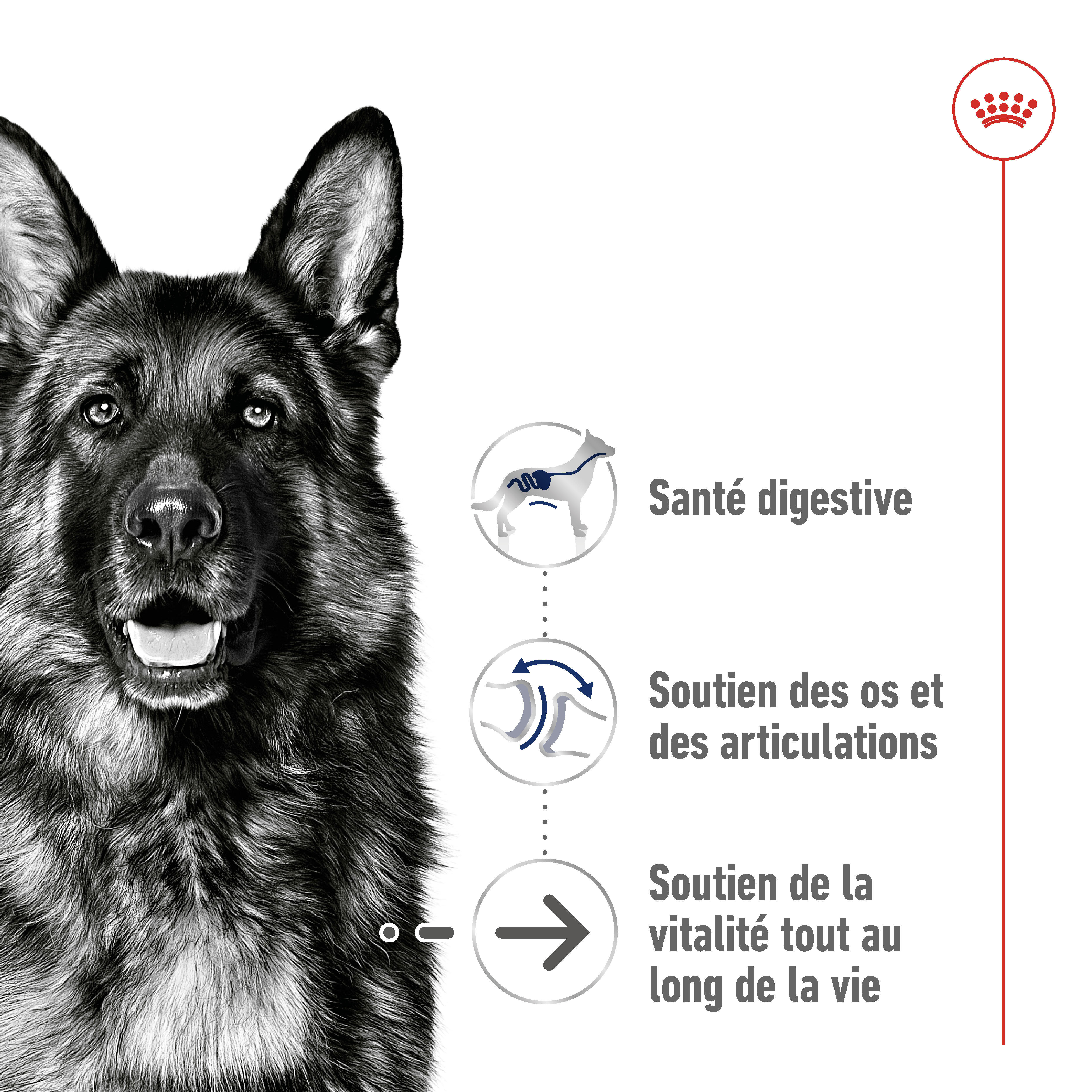 Royal Canin Maxi Ageing 8+ pour chien