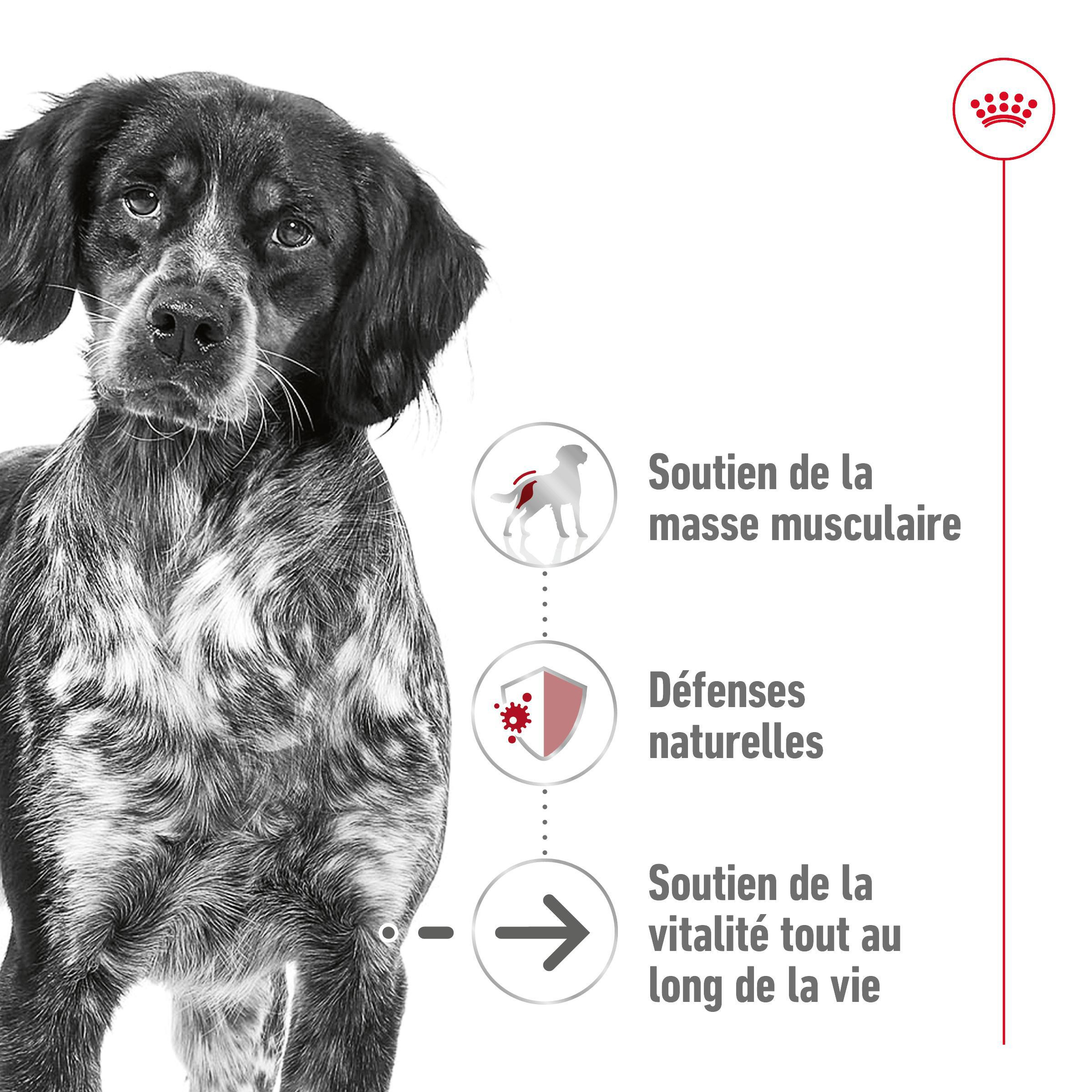 Royal Canin Medium Ageing 10+ pour chien