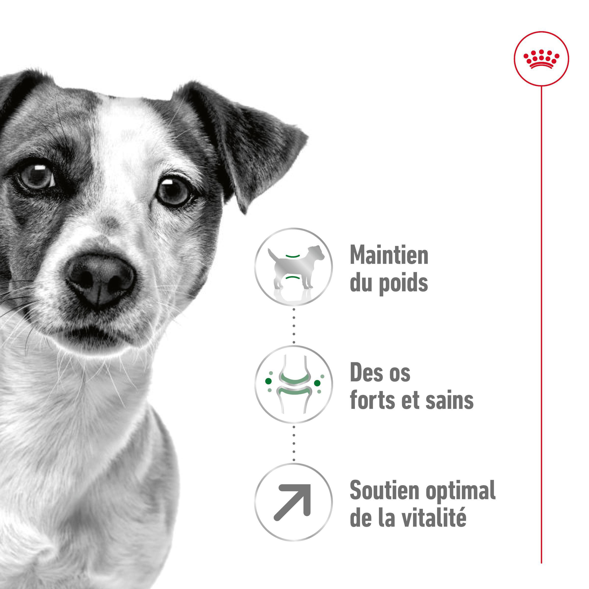 Royal Canin Mini Adult 8+ pour chien