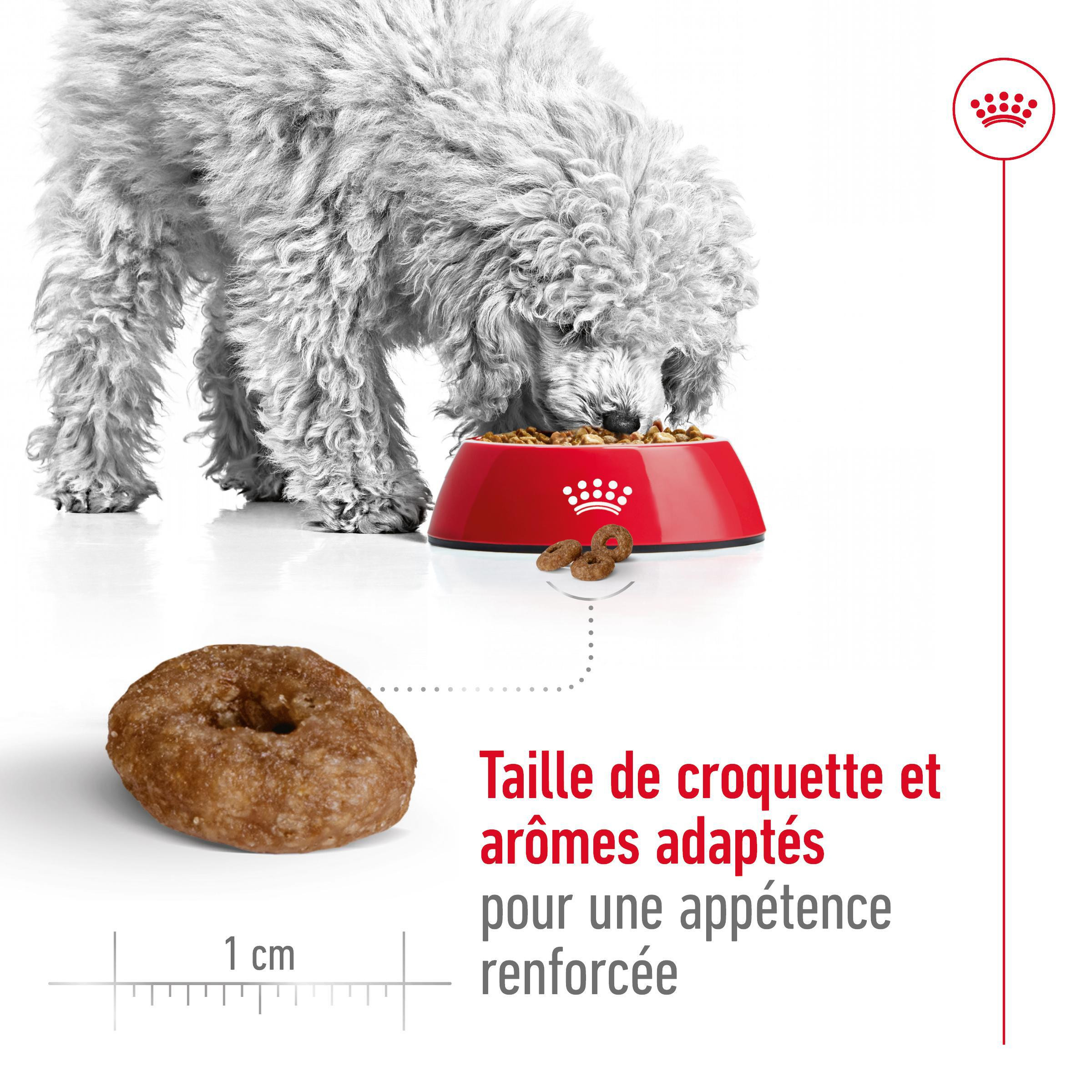 Royal Canin Mini Ageing 12+ pour chien