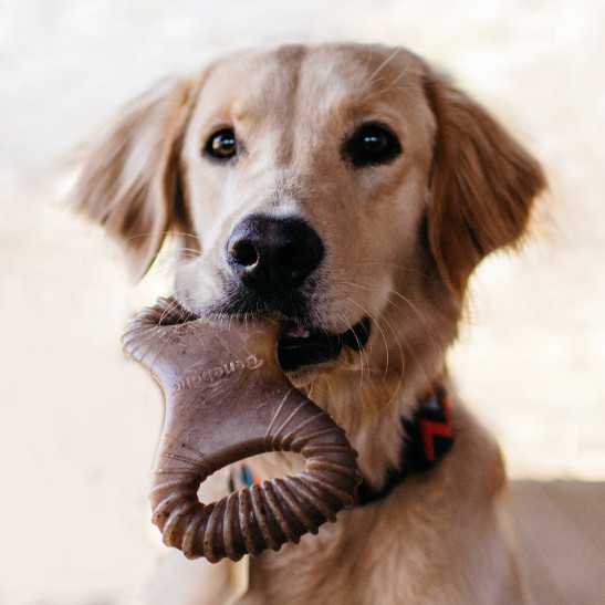 Benebone Dental Chew nylon kauwspeelgoed hond (pindakaassmaak)