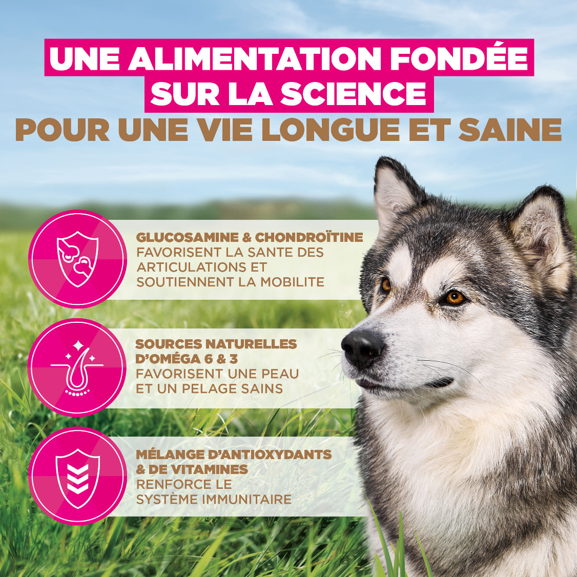 Eukanuba Senior Large met oceaanvis graanvrij hondenvoer