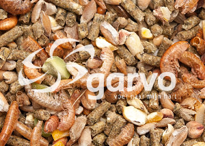 Garvo Alfagrow Pride 2080 pour poussins