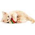 Jouets pour chatons