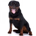 Croquettes pour Rottweiler