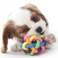 Jouets pour chien