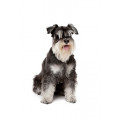 Schnauzer nain